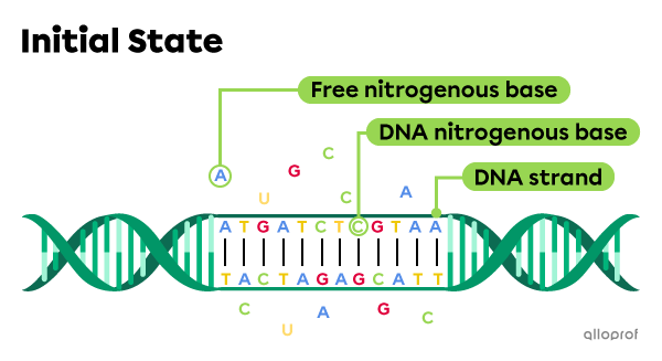 The initial state of DNA before protein synthesis. 