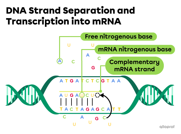 Separation of two DNA strands and transcription into mRNA.
