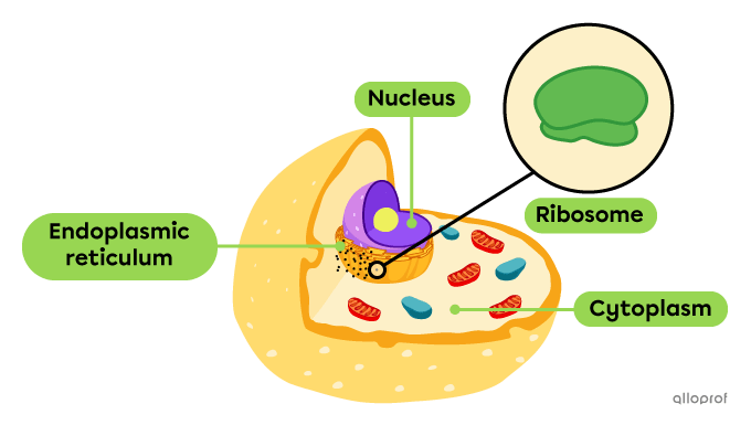 Location of ribosomes within the cell.