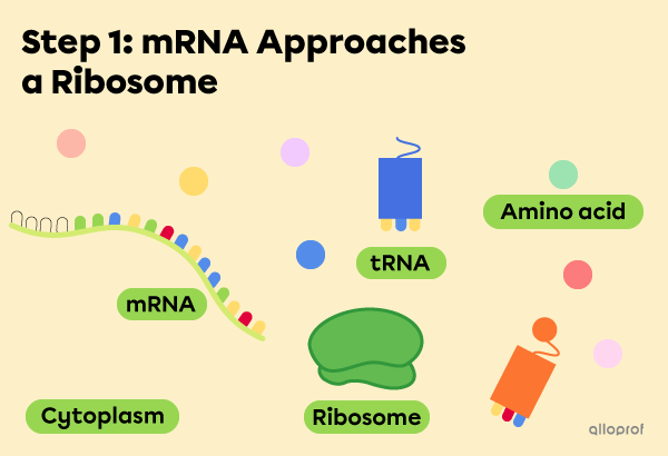 Step 1: mRNA approaches the ribosome.
