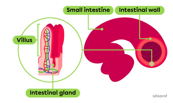 The location of intestinal glands.