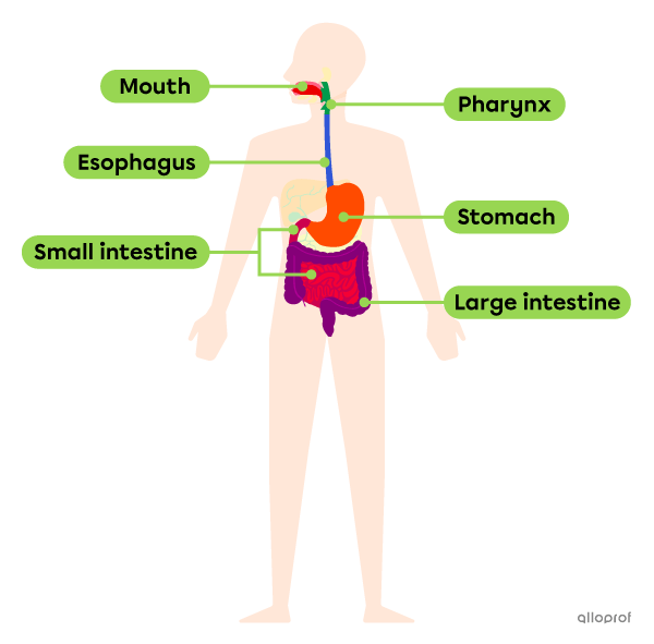 The organs of the digestive tract.