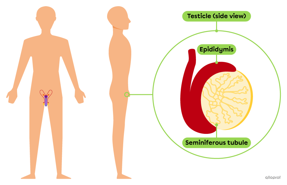 The seminiferous tubules are structures of the testicles.