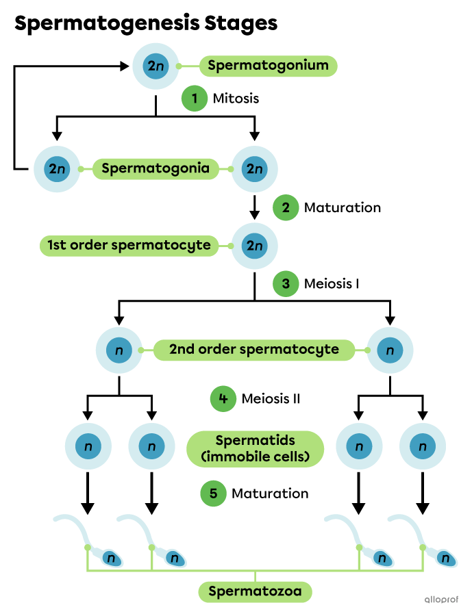 Stages of spermatogenesis.