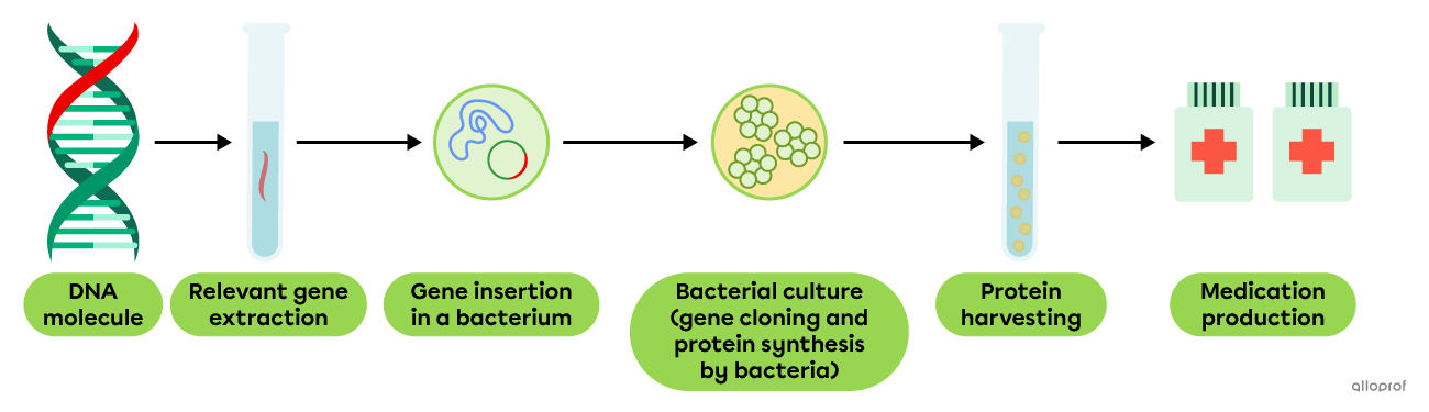Protein-based medication generated using gene cloning.