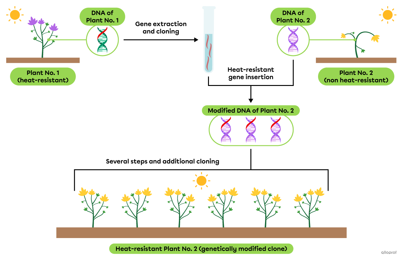 The diagram of cloning used to produce genetically modified plants.