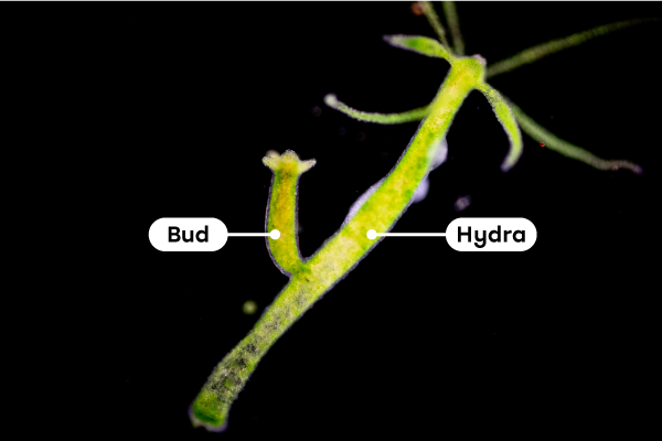 Hydras can reproduce by natural cloning (budding).
