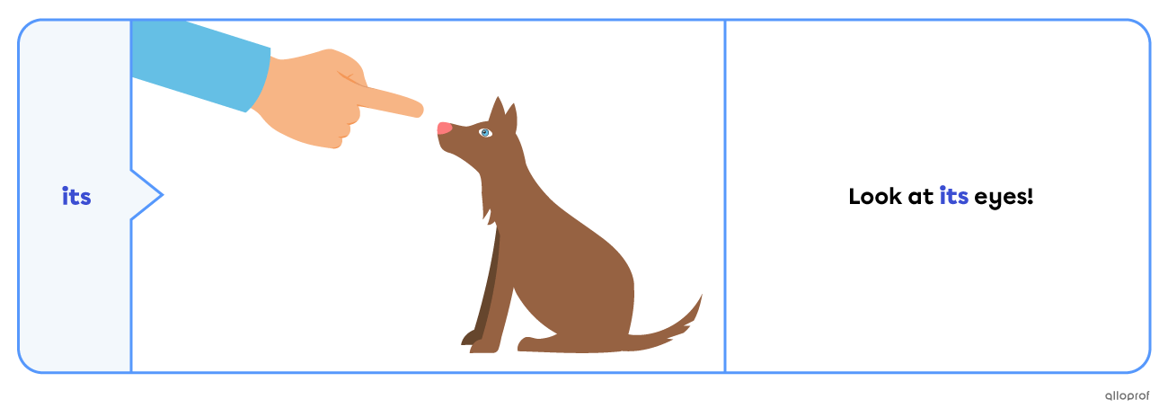 Possessive determiner "its".