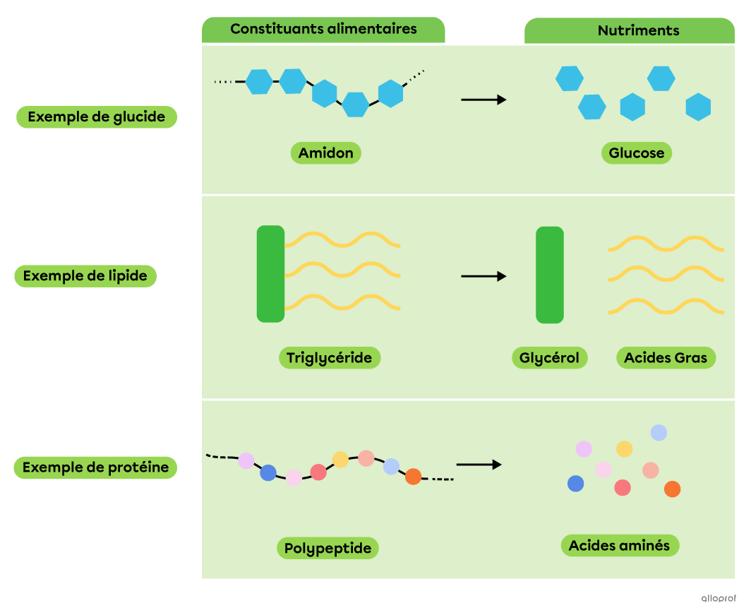 La décomposition de molécules complexes en nutriments.