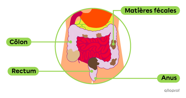 La paroi interne de l’intestin grêle est tapissée de villosités, elles-mêmes tapissées de microvillosités.