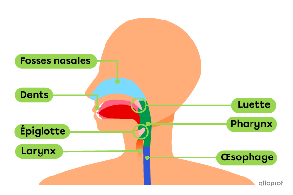 Les structures impliquées dans la déglutition.
