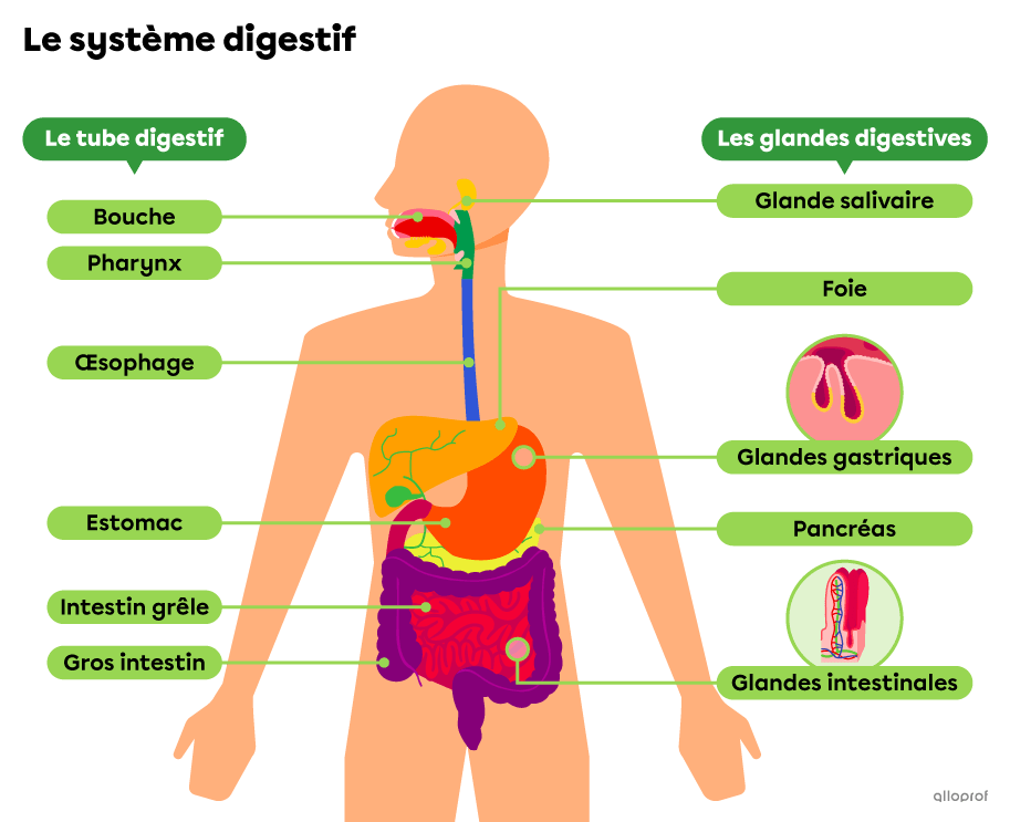 Les organes du tube digestif et les glandes digestives qui composent le système digestif.