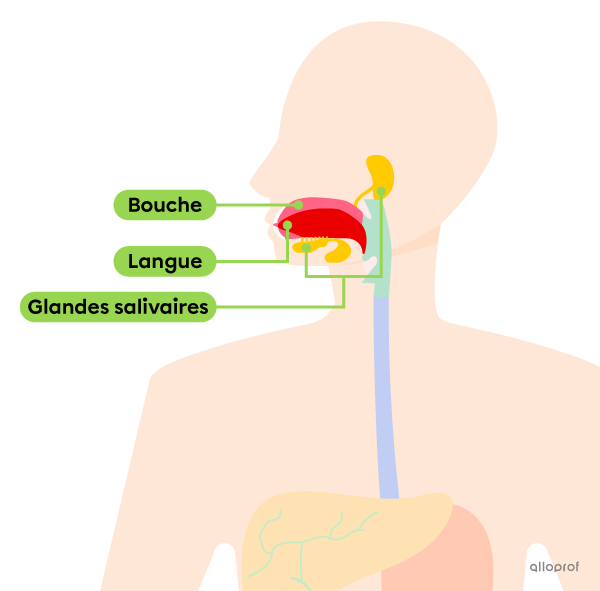 Le système digestif et son anatomie Secondaire Alloprof — free download