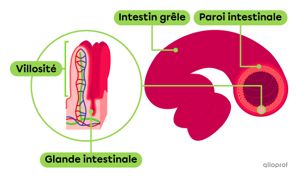 L’emplacement des glandes intestinales.