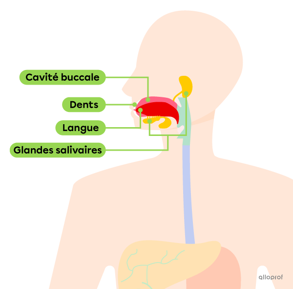 L’emplacement de la bouche dans le tube digestif, ainsi que les organes qu’elle contient.