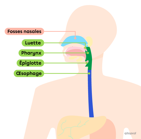 L’emplacement du pharynx dans le tube digestif.