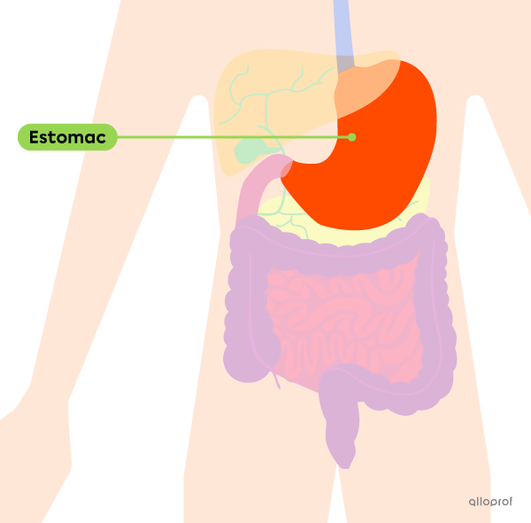 L’emplacement de l’estomac dans le tube digestif.