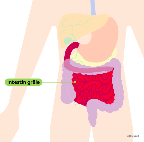 L’emplacement de l’intestin grêle dans le tube digestif.