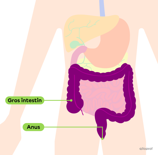 L’emplacement du gros intestin dans le tube digestif.