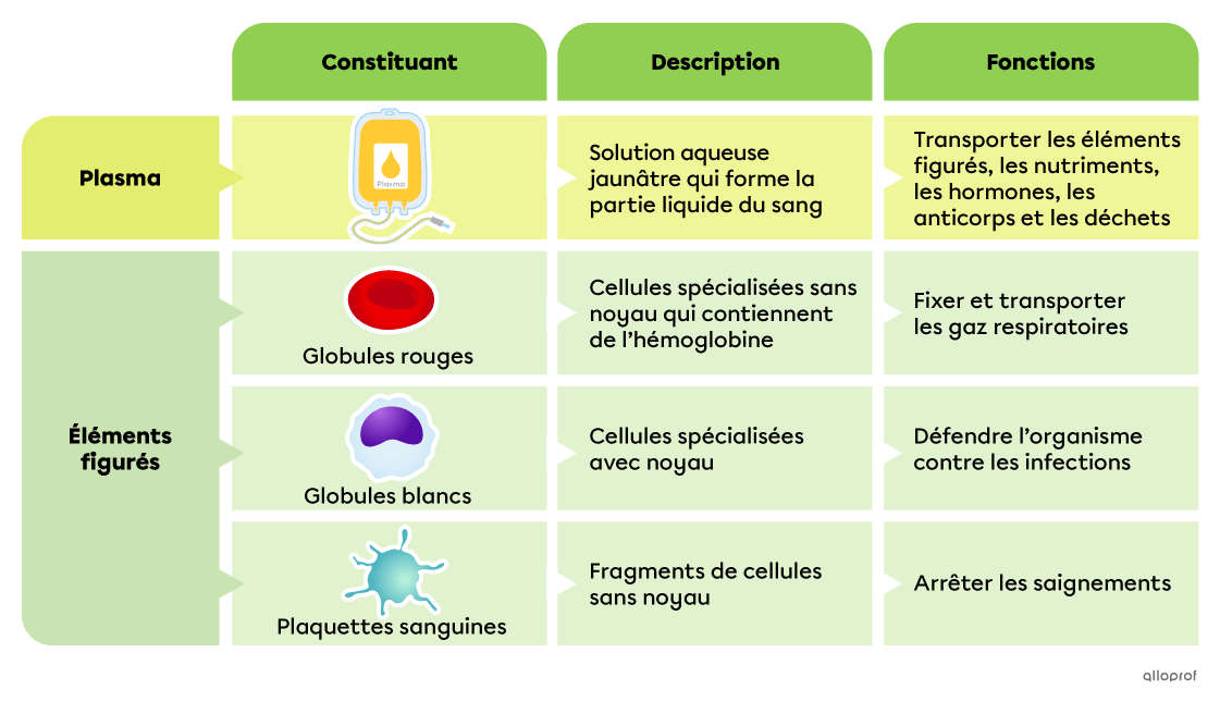 Le plasma est une solution aqueuse jaunâtre qui forme la partie liquide du sang. Sa fonction est de transporter les éléments figurés, les nutriments, les hormones, les anticorps et les déchets. Les globules rouges sont des cellules spécialisées sans noyau qui contiennent de l’hémoglobine. Leurs fonctions sont de fixer et de transporter les gaz respiratoires. Les globules blancs sont des cellules spécialisées avec noyau. Leur fonction est de défendre l’organisme contre les infections. Les plaquettes sanguine