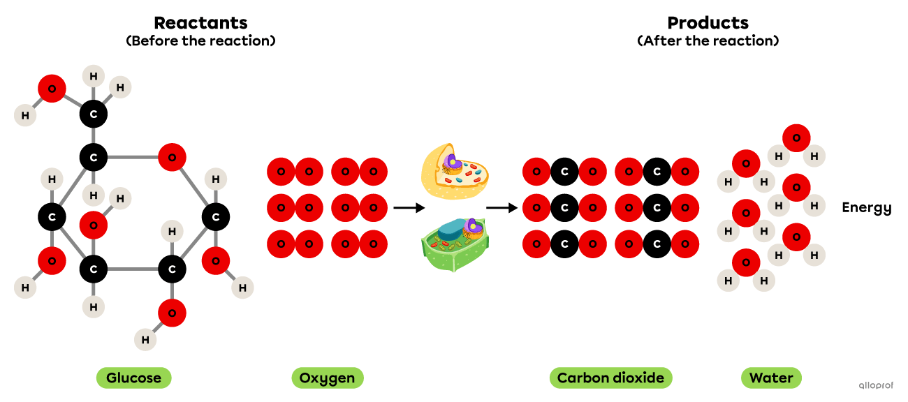 The cellular respiration reaction represented using the particle model.