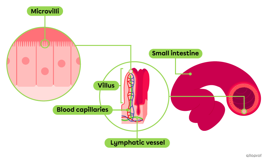 The inner wall of the intestine is lined with villi, which in turn are lined with microvilli.