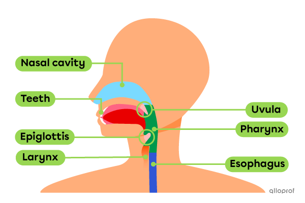 The structures involved in deglutition, or swallowing.
