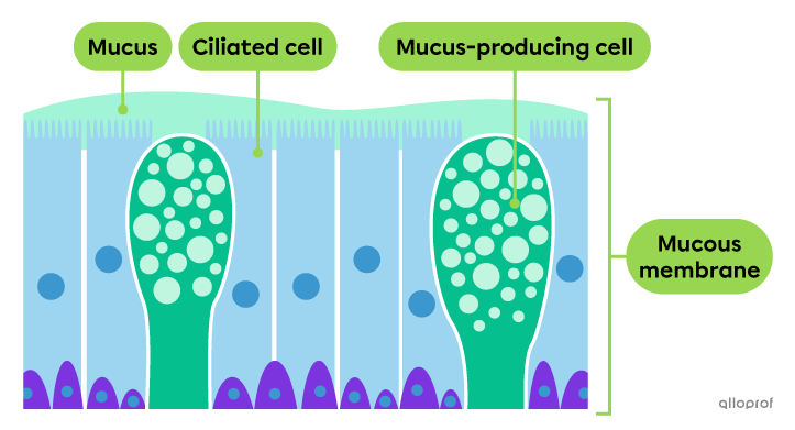Ciliated cells are packed close together and line the nasal cavity with small cilia. They are covered with mucus.