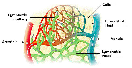 The network of lymph vessels and blood vessels.