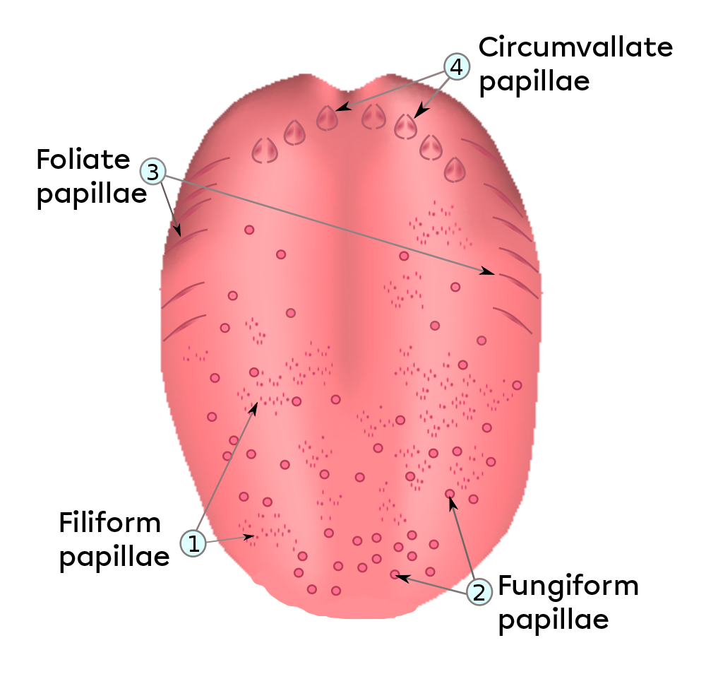 Gustatory papillae found on the tongue. 