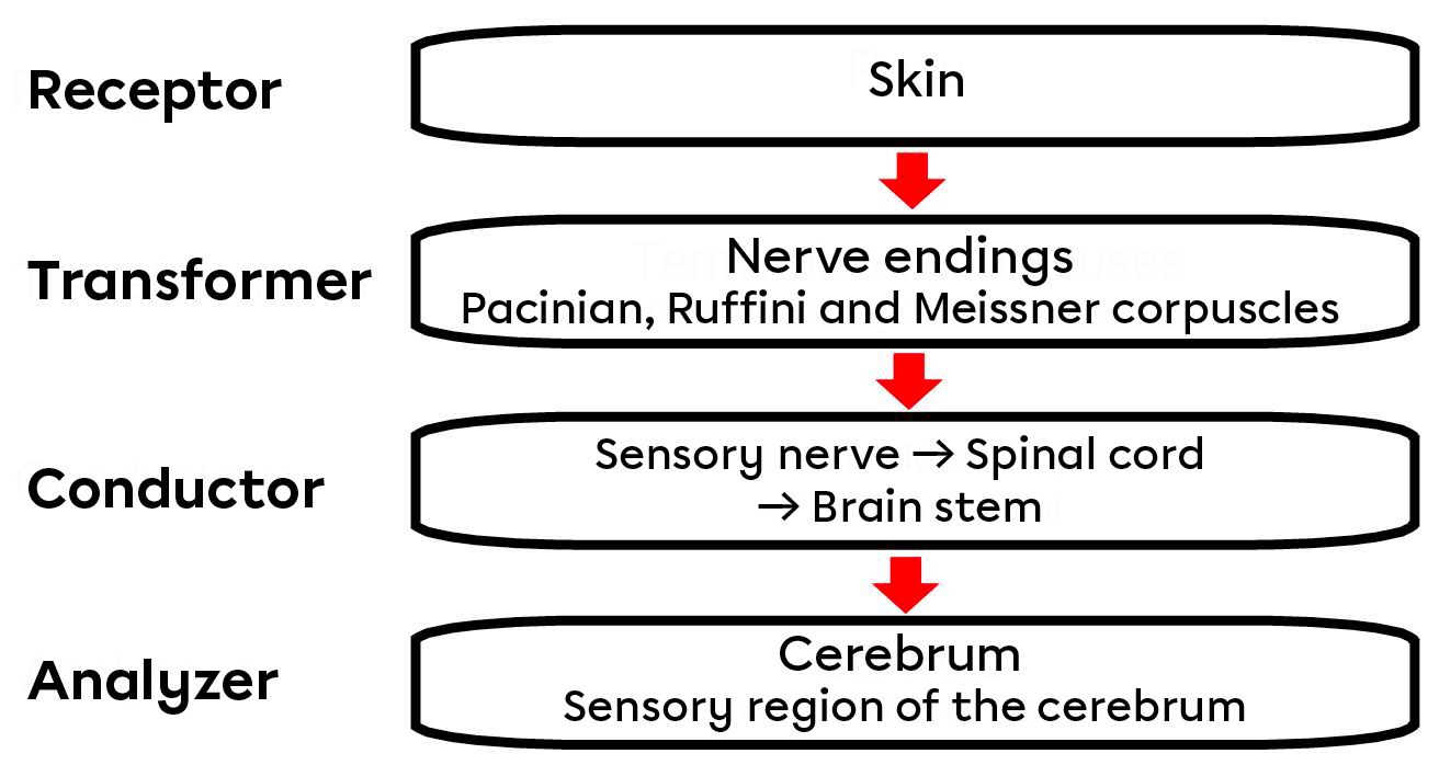 The sensory pathway diagram.