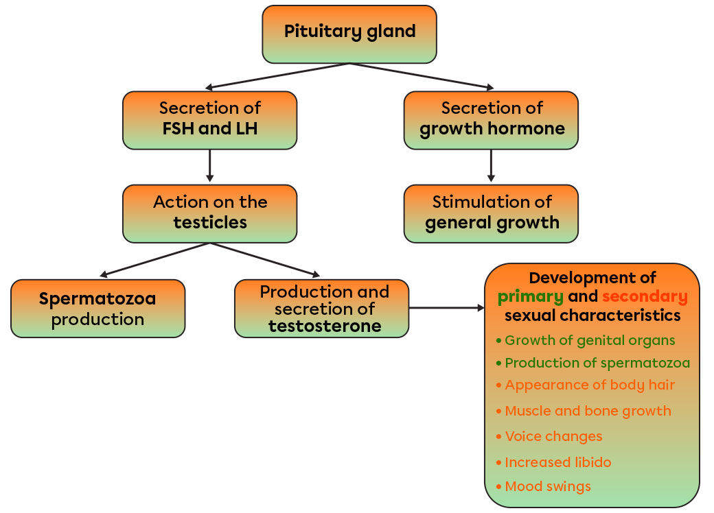 Summary of the effects of hormones during puberty in males. 