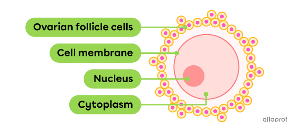 An oocyte inside an ovarian follicle.