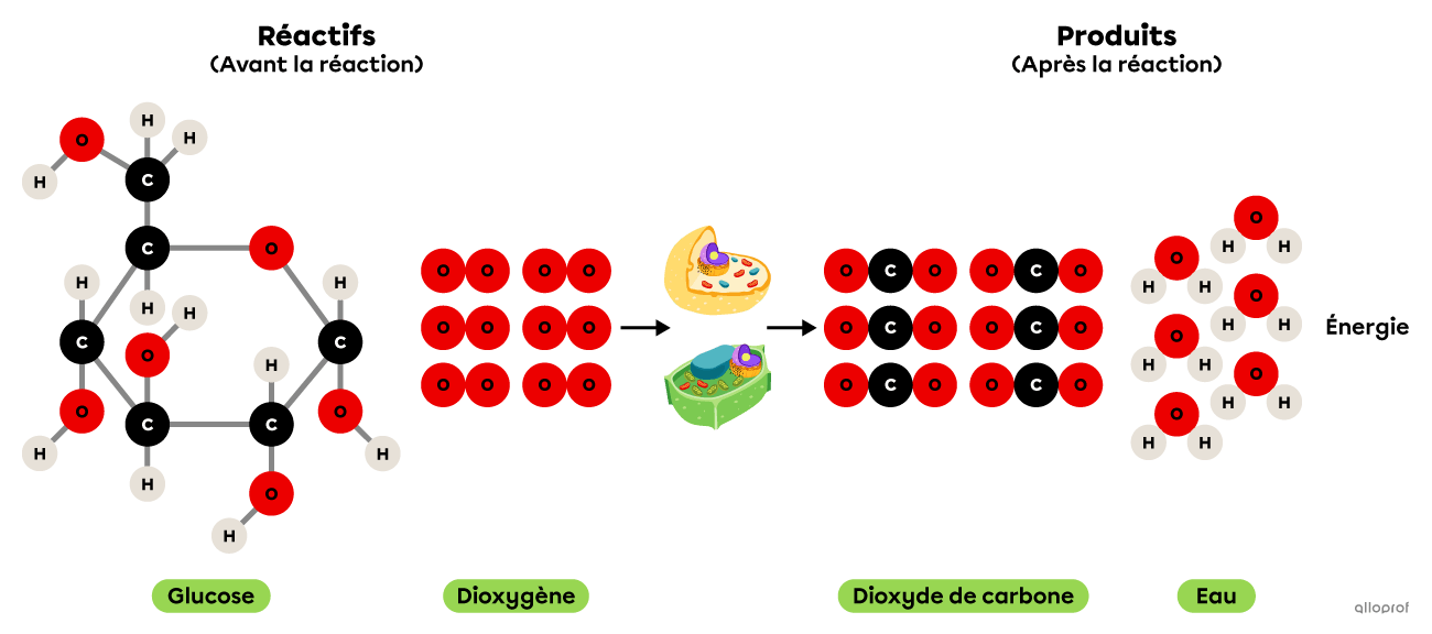 La réaction de respiration cellulaire selon le modèle particulaire.