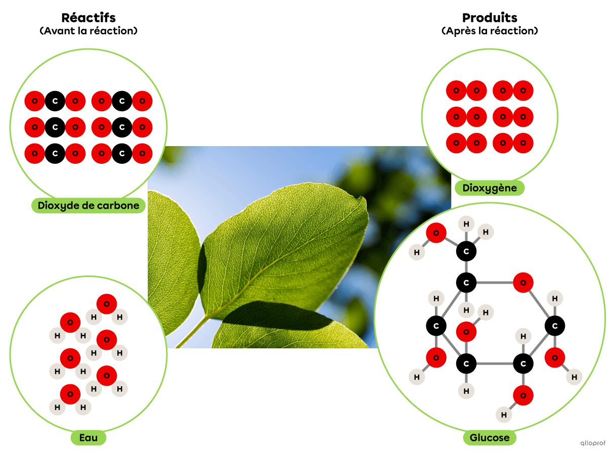 La réaction de photosynthèse selon le modèle particulaire.
