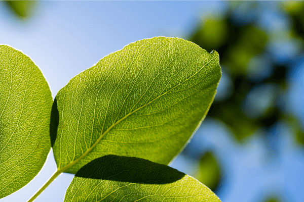 Une feuille exposée à la lumière du soleil.