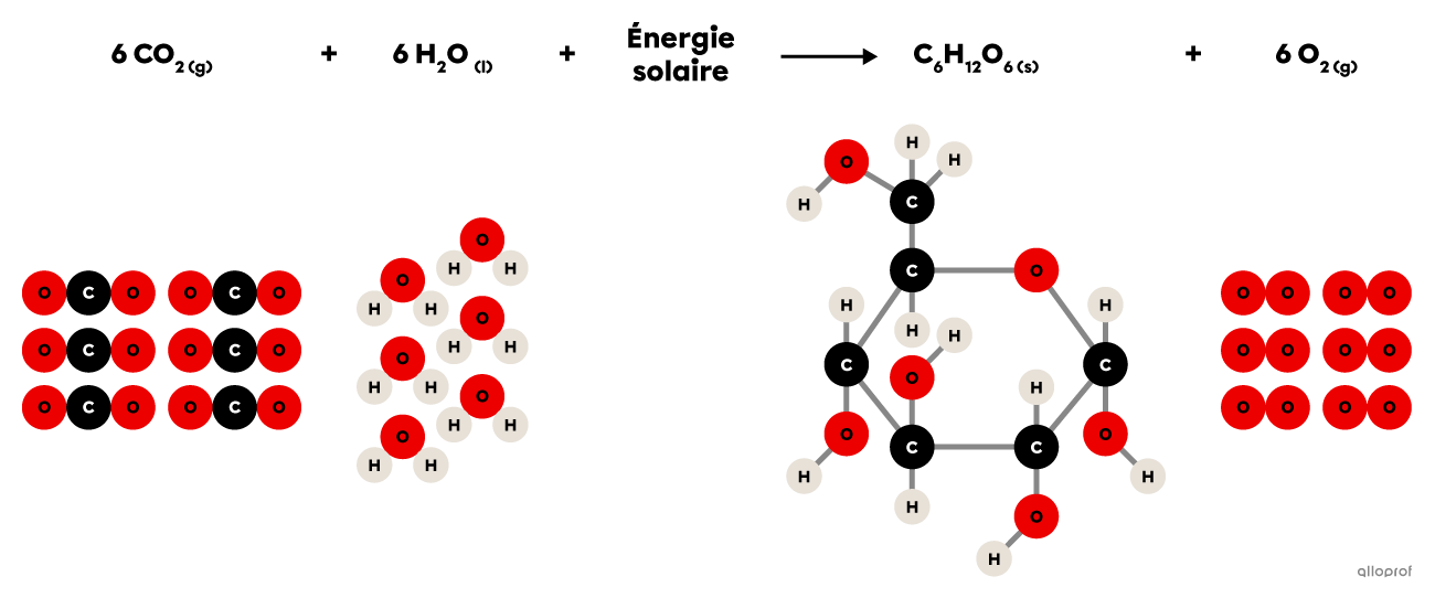 L’équation chimique balancée de la réaction de photosynthèse.