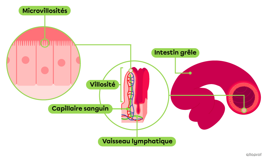 La paroi interne de l’intestin grêle est tapissée de villosités, elles-mêmes tapissées de microvillosités.