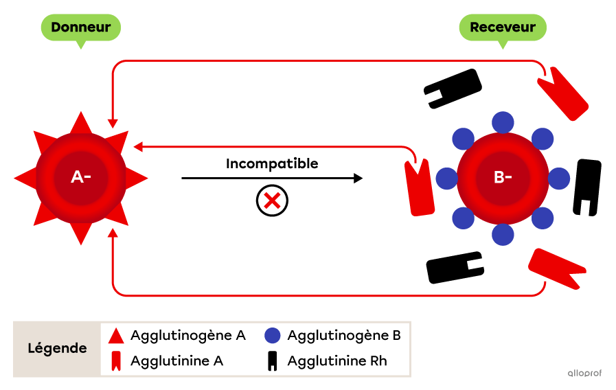 Le donneur a des agglutinogènes correspondant aux agglutinines du receveur.