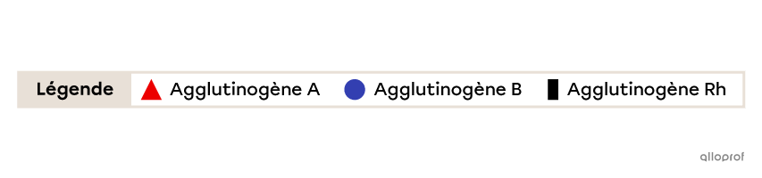 L’agglutinogène A est représenté par un triangle rouge, l’agglutinogène B est représenté par un cercle bleu et l’agglutinogène Rh est représenté par un rectangle noir.