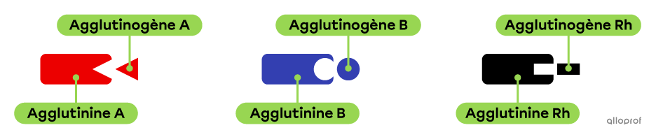 Une agglutinine A avec un agglutinogène A, une agglutinine B avec un agglutinogène B et une agglutinine Rh avec un agglutinogène Rh.