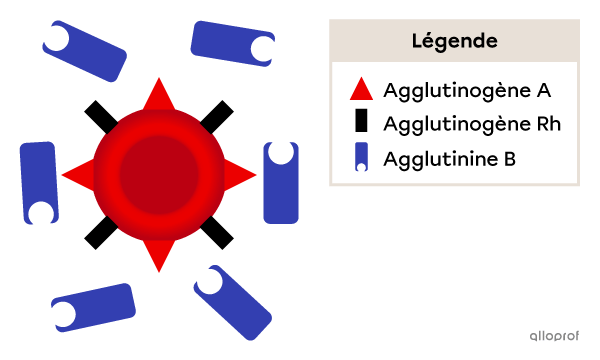 Un globule rouge avec des triangles rouges et des rectangles noirs (agglutinogènes A et Rh). Des agglutinines B flottent autour du globule rouge.