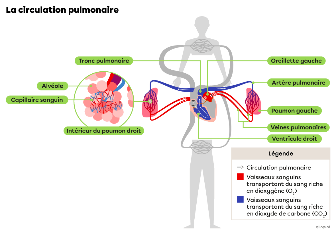 Un schéma simplifié de la circulation pulmonaire.