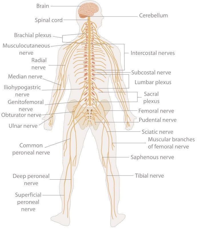 Central nervous system