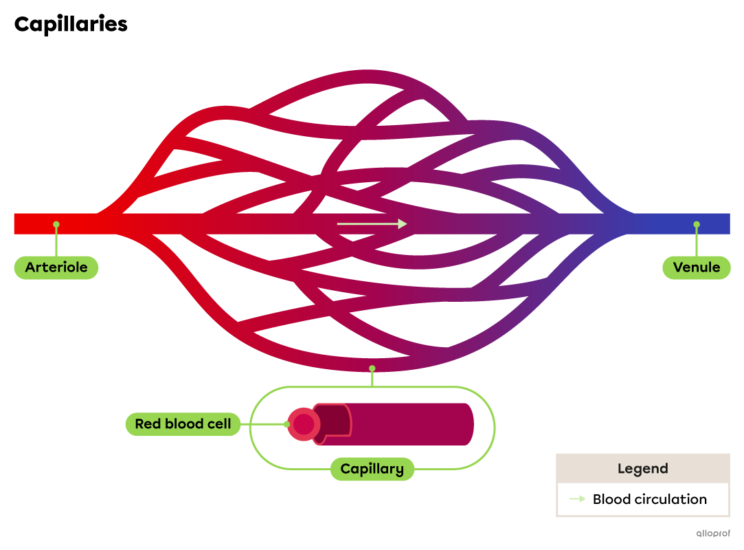 Capillaries are small vessels between the arterioles and venules.