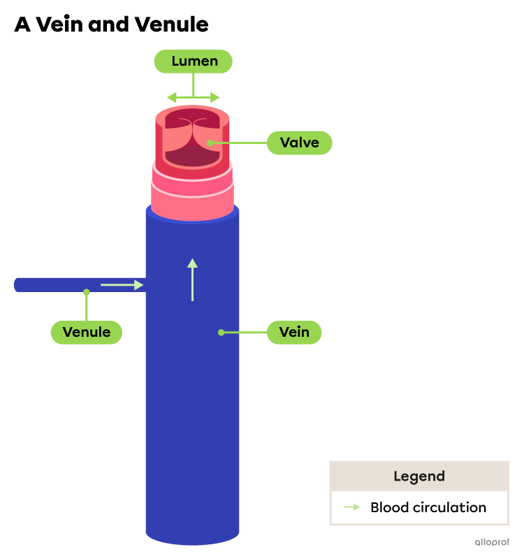 A vein, its valve and a venule.