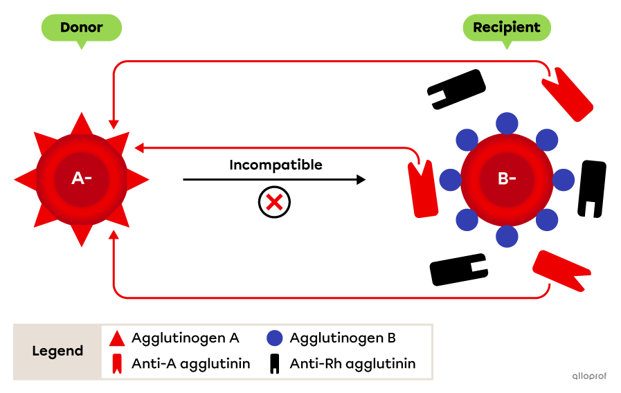 The donor has agglutinogens corresponding to the recipient's agglutinins.