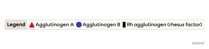 Agglutinogens A are represented by red triangles, agglutinogens B are represented by blue circles and the Rh agglutinogens are represented by black rectangles.