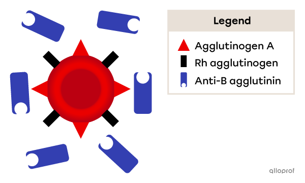 A red blood cell with red triangles and black rectangles on the surface (agglutinogens A and Rh). Agglutinins B floating around the red blood cell.
