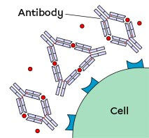 Antibodies produced by white blood cells target specific antigens.